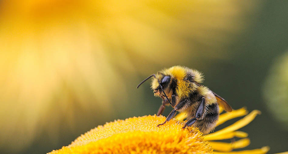 bee pollen forever living
